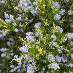 Ceanothus arboreus Flor