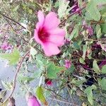 Malva unguiculata Kvet