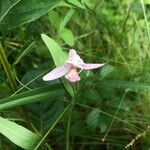 Pogonia ophioglossoides Kukka