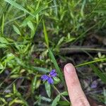 Dampiera stricta Fleur