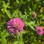 Trifolium pratenseLorea