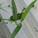 Caperonia palustris पत्ता
