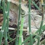 Equisetum laevigatum