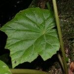 Begonia sericoneura Ліст