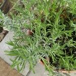 Lavandula angustifolia Žiedas