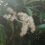 Hydrangea viburnoides Blatt