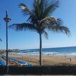 Cocos nucifera Hoja