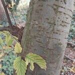 Zelkova carpinifolia Bark