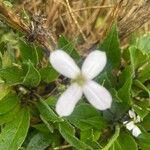 Hesperis matronalisFlower