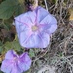 Ipomoea indicaVirág