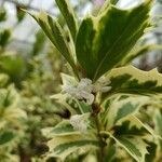 Osmanthus heterophyllus 花