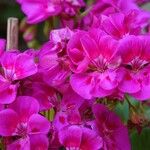 Pelargonium zonale Συνήθη χαρακτηριστικά