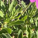 Dimorphotheca jucunda Yaprak