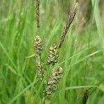 Carex tomentosa Övriga