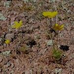 Ranunculus paludosus Habit