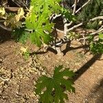 Cnidoscolus aconitifolius Blatt