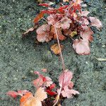 Heuchera sanguinea Habitatea