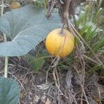 Cucurbita foetidissima Frukt