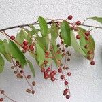 Prunus serotinaFruit