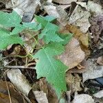 Polymnia canadensis Leaf