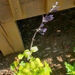 Salvia tiliifolia 花