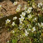 Saxifraga hypnoides Floare