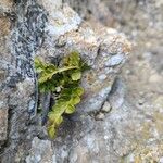 Asplenium marinum Leaf