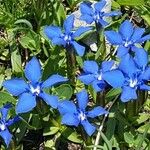 Gentiana sierrae Flower