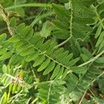 Vicia cassubica Deilen