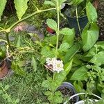 Lippia micromera Цвят