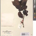 Psychotria kahuziensis Other
