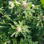 Trifolium arvense Bloem