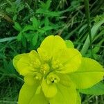 Euphorbia flavicoma Flor