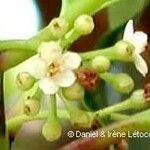 Ilex sebertii Flower