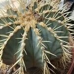 Ferocactus glaucescens Foglia