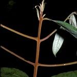 Licaria chrysophylla 樹皮