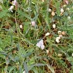 Silene vulgaris Blomma