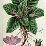 Mandragora officinarum ശീലം