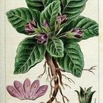 Mandragora officinarum Natur