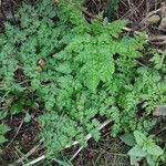 Conium maculatum Blatt