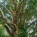 Ficus insipida Bark