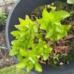 Campanula lactiflora Leaf