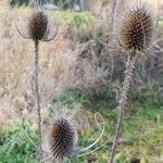 Dipsacus sativus Flower