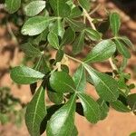 Searsia gueinzii Leaf
