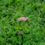 Mutellina adonidifolia 花