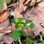 Euphorbia dulcisLehti