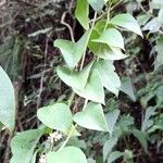 Anredera cordifolia Blad