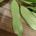 Hylodendron gabunense Hoja