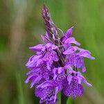 Dactylorhiza traunsteineri Kwiat