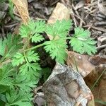 Chaerophyllum tainturieri Blatt